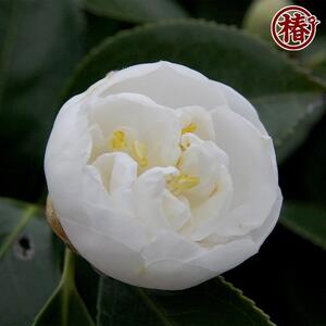 最新椿「月兎-つきうさぎ-」5号鉢開花見込み苗