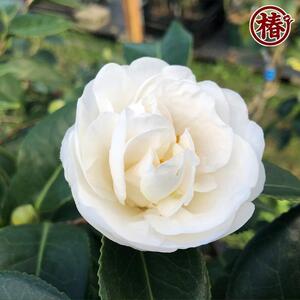 最新椿「月兎-つきうさぎ-」5号鉢開花見込み苗