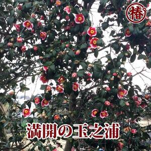 ☆椿名花「玉之浦」5号鉢開花見込み苗