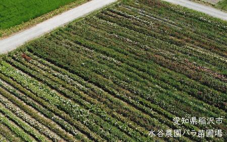 ミニバラ盆栽仕立て　6号鉢　頒布会１２か月　年12回のお届け（ひと月一鉢）