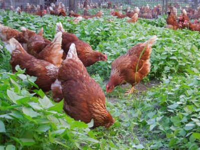 ☆放し飼い自然卵「歩荷」20個入箱