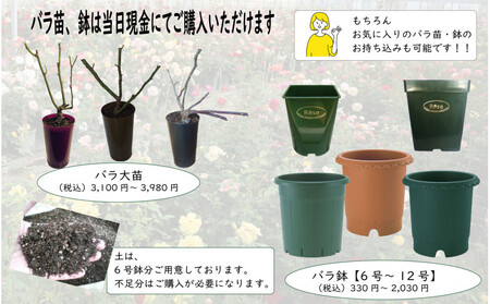 プロが教えるバラ栽培実技講座【2月:大苗の植付け・鉢植え替え・元肥】
