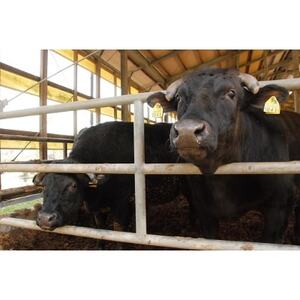 鳳来牛(焼き肉用)　約400g【配送不可地域：離島・北海道・沖縄県・東北・中国・四国・九州】【1209518】