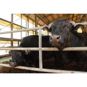 逸品鳳来牛(焼き肉用) ふるさと納税限定品 約600g【配送不可地域:離島・北海道・沖縄県・東北・中国・四国・九州】【1209521】