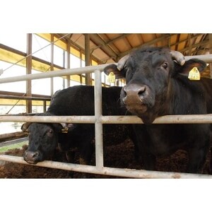 逸品鳳来牛(すき焼き用) ふるさと納税限定品 約600g【配送不可地域:離島・北海道・沖縄県・東北・中国・四国・九州】【1209523】