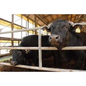 特選鳳来牛(焼き肉用) ふるさと納税限定品 約500g【配送不可地域:離島・北海道・沖縄県・東北・中国・四国・九州】【1209527】