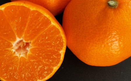 【みかんの王道】宮田農園の宮川みかん　4Kg【1467258】