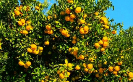 【みかんの王道】宮田農園の宮川みかん　4Kg【1467258】