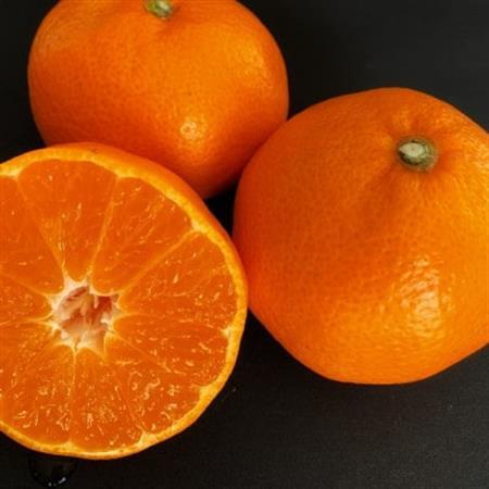 【宮田農園】みかんシロップ(ヨーグルトソース)3本入【1297679】