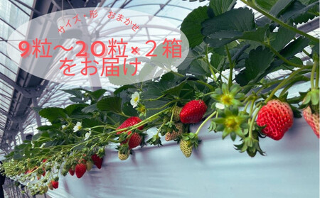 先行予約・数量限定！ 採れたて完熟いちご【かおり野・よつぼし・ベリーポップすず・恋みのり】 9粒～20粒×2箱