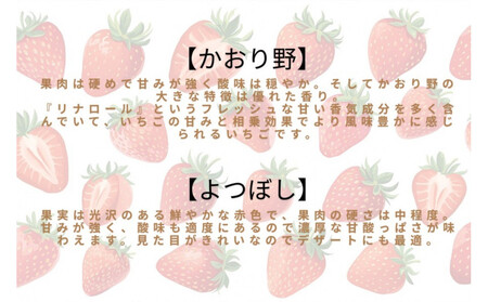 先行予約・数量限定！ 採れたて完熟いちご【かおり野・よつぼし・ベリーポップすず・恋みのり】 9粒～20粒×2箱