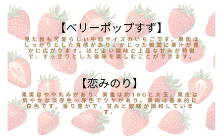 先行予約・数量限定！ 採れたて完熟いちご【かおり野・よつぼし・ベリーポップすず・恋みのり】 9粒～20粒×2箱