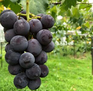 【2026年度_先行予約】【ご家庭用】巨峰（種あり）約1kg〔2026年8月上旬より順次発送〕