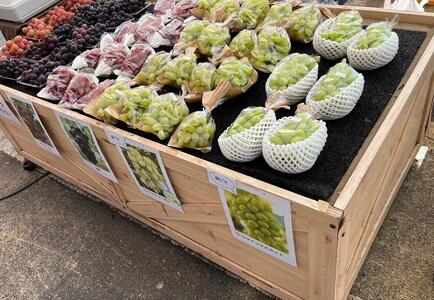 【2026年度_先行予約】【ご家庭用】巨峰（種あり）約1kg〔2026年8月上旬より順次発送〕