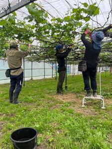 【2026年度_先行予約】【ご家庭用】巨峰（種あり）約1kg〔2026年8月上旬より順次発送〕