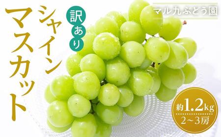 【先行予約】【訳あり・数量限定】 シャインマスカット 約1.2kg 〔2025年8月中旬より順次発送〕