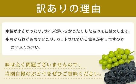 【先行予約】【訳あり・数量限定】 シャインマスカット 約1.2kg 〔2025年8月中旬より順次発送〕