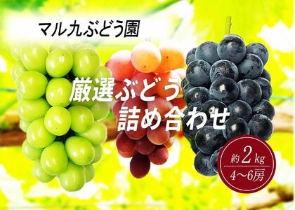 【先行予約】【数量限定】 厳選ぶどう 詰め合わせセット 約2kg（4～6房） 〔2025年8月中旬より順次発送〕