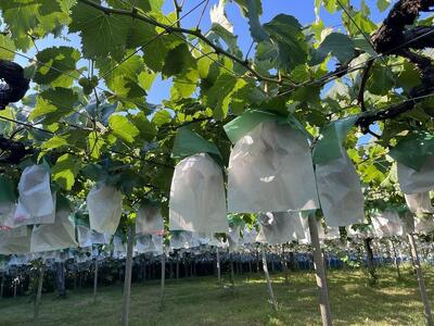 旬のぶどうを食べ放題 ぶどう狩り体験チケット 2名様分