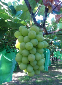 【先行予約】【数量限定】 シャインマスカット 約2kg 〔2026年8月上旬より順次発送〕