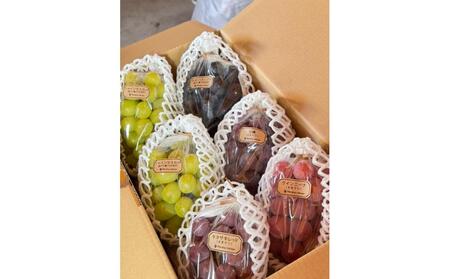 【2026年度_先行予約】【ご家庭用】ぶどう食べ比べセット 約3kg〔2026年8月中旬より順次発送〕