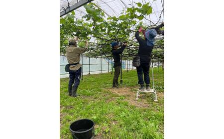 【2026年度_先行予約】【ご家庭用】ぶどう食べ比べセット 約3kg〔2026年8月中旬より順次発送〕