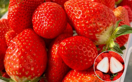 【先行予約・数量限定】【贈答用・3L~4Lサイズ・大粒】かおり野いちご500g(朝採れ完熟 約250g×2P)