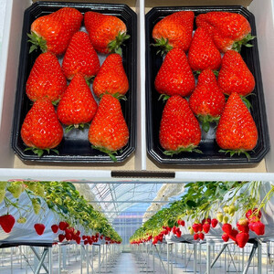 【先行予約・数量限定】【贈答用・3L~4Lサイズ・大粒】かおり野いちご500g(朝採れ完熟 約250g×2P)