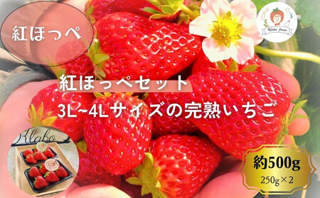 【先行予約・数量限定】【贈答用・3L~4Lサイズ・大粒】紅ほっぺいちご500g（朝採れ完熟 約250g×2P）