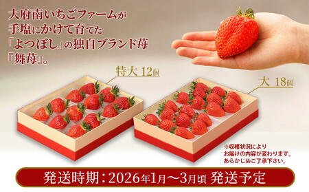 【ふるなび限定】 希少!ブランド苺『舞苺』品種:よつぼし FN-Limited-SP