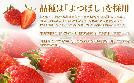 【ふるなび限定】 希少!ブランド苺『舞苺』品種:よつぼし FN-Limited-SP