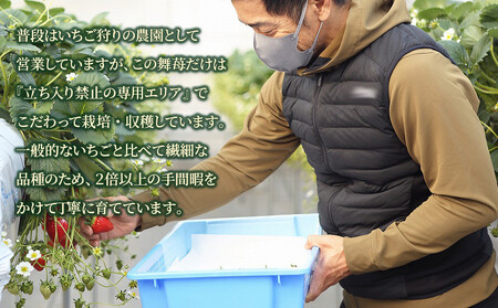 【ふるなび限定】 希少!ブランド苺『舞苺』品種:よつぼし FN-Limited-SP