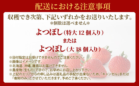 【ふるなび限定】 希少!ブランド苺『舞苺』品種:よつぼし FN-Limited-SP