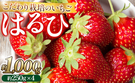 こだわり栽培 いちご はるひ約1kg（約250g×4パック）【2026年1月下旬～2026年4月末までお届け】