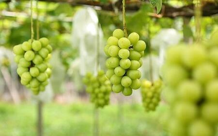 【2026年発送】シャインマスカット＋お任せぶどう 約1.5kg（2～3房）