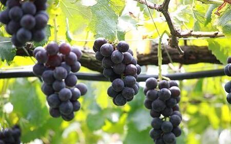 【2026年発送】シャインマスカット＋お任せぶどう 約1.5kg（2～3房）