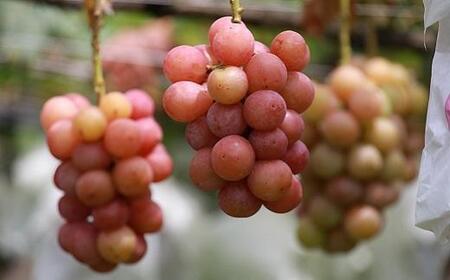 【2026年発送】シャインマスカット＋お任せぶどう 約1.5kg（2～3房）