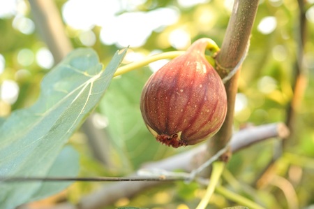 【先行予約】もぎたて朝どり完熟いちじく　秀品 約1kg（9～12玉）／愛知県産　サマーレッド　いちじく　イチジク　無花果　果物　フルーツ　