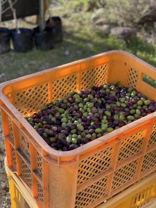 エクストラヴァージンオリーヴオイル2本セット // オリーブオイル オリーブオイルセット 