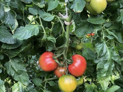 トマト農家が作った完熟トマトソース『ケチャップ３本セット』 ～山口トマト園からトマト好きに送るこだわりの逸品～ // トマト トマトソース
