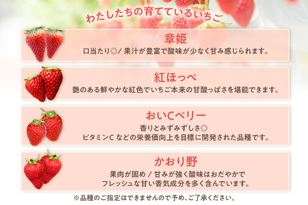 【2026年1月~実施】 いちご狩りチケット 幼児(3歳以上小学校入学前)1名様 苺 イチゴ 苺狩り レジャー 体験チケット お出かけ 愛知県 知多市