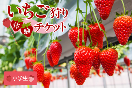 【2026年1月～実施】 いちご狩りチケット 小学生 1名様 苺 イチゴ 苺狩り レジャー 体験チケット お出かけ 愛知県 知多市