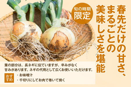 ★先行予約★ 葉付き玉ねぎ タマネギ たまねぎ 20個 新玉ねぎ 旬 早生 野菜 愛知 愛知県 知多 知多市
