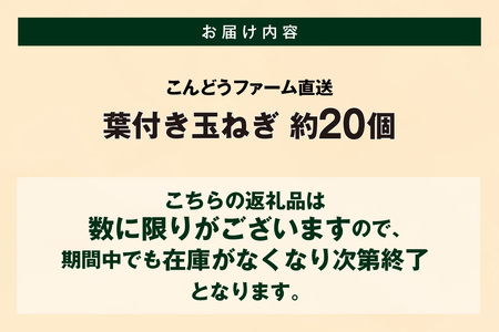 ★先行予約★ 葉付き玉ねぎ タマネギ たまねぎ 20個 新玉ねぎ 旬 早生 野菜 愛知 愛知県 知多 知多市