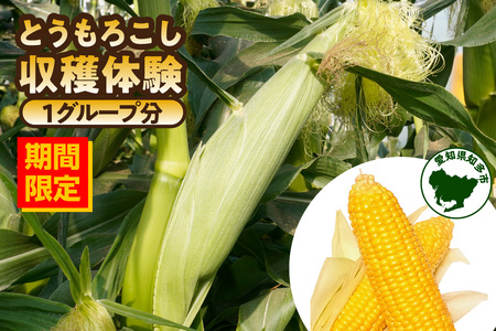 【期間限定】とうもろこし収穫体験（1グループ分） とうもろこし狩り 収穫 とうもろこし 新鮮 収穫体験 採れたて ゴールドラッシュ 鈴木農園 愛知県 知多市