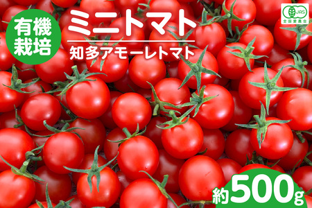 有機栽培ミニトマト　知多アモーレトマト　約500g 甘い 濃い 旨味 安心 栄養 リコピン 高糖度 フルーツトマト 有機肥料 化学肥料不使用 袋培地栽培 野菜 お取り寄せ 愛知県 知多市 知多半島 特産品