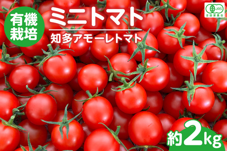 【先行予約】【11月中旬から順次発送】有機栽培ミニトマト　知多アモーレトマト　約2kg  甘い 濃い 旨味 安心 栄養 リコピン 高糖度 フルーツトマト 有機肥料 化学肥料不使用 袋培地栽培 野菜 お取り寄せ 愛知県 知多市 知多半島 特産品