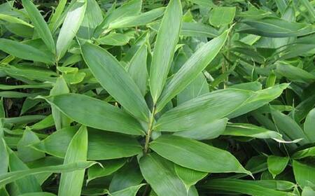 食物繊維サプリ ササロン 約324g入り 3個セット 食物繊維 カルシウム 健康 栄養 バランス F4G-0255