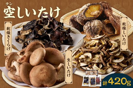[№22-0022]空（テン）しいたけ