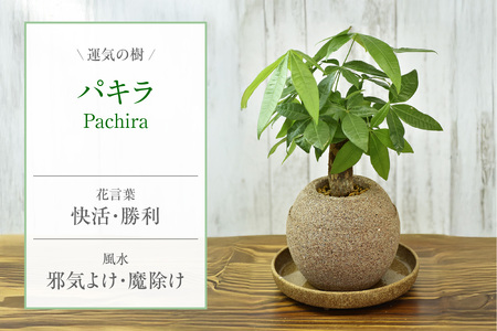 アクアプラントポット®　玉Ｓ 植木鉢パキラ（2127）